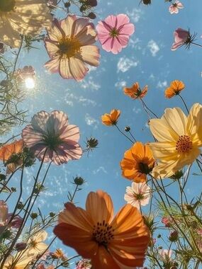 Meet your Posher, Yomairy